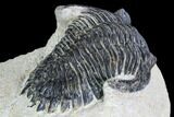 Bargain, Hollardops Trilobite - Visible Eye Facets #105979-5